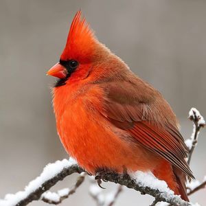 Meet your Posher, Ned